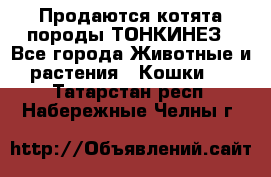 Продаются котята породы ТОНКИНЕЗ - Все города Животные и растения » Кошки   . Татарстан респ.,Набережные Челны г.